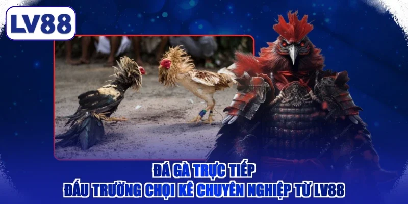 Đá Gà Trực Tiếp - Đấu Trường Chọi Kê Chuyên Nghiệp Từ LV88