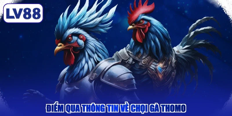 Điểm qua thông tin về chọi gà Thomo