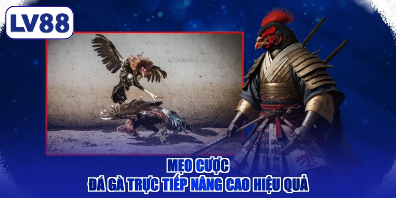 Mẹo cược đá gà trực tiếp nâng cao hiệu quả