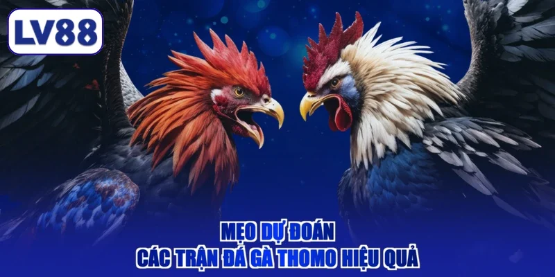 Mẹo dự đoán các trận đá gà Thomo hiệu quả